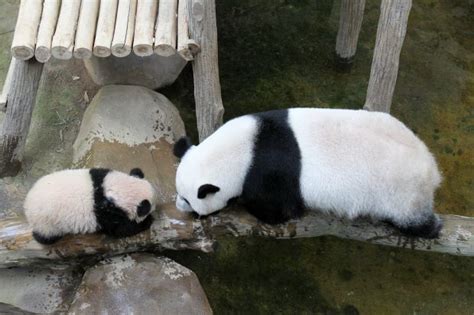 Pengunjung Berpeluang Lihat Anak Panda Di Zoo Negara Sepanjang Hari