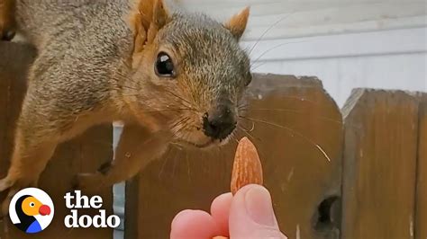 Squirrel Follows Woman Home And Demands Nuts The Dodo Wild Hearts