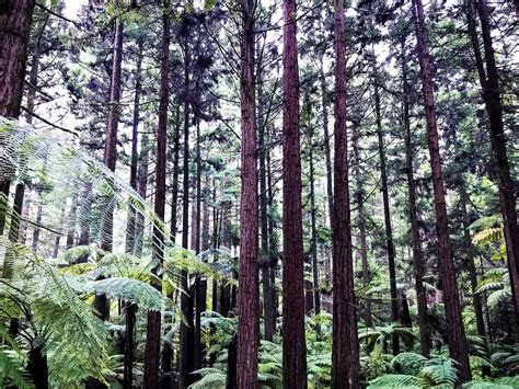 Redwood Forest Rotorua Nz 4032 X 3024 Naturelandscape Pictures