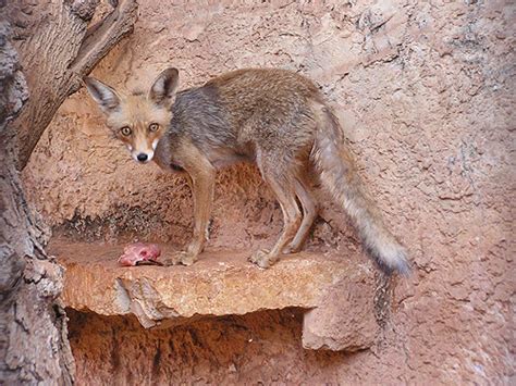 Vulpes Vulpes Arabica Red Fox In Zoos