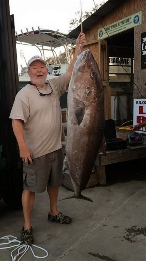Big Fishes Of The World Amberjack Great Page 2