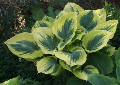 Liberty Hosta Pp12531 Shade Perennial Giant Sun Tolerant Hosta Plant