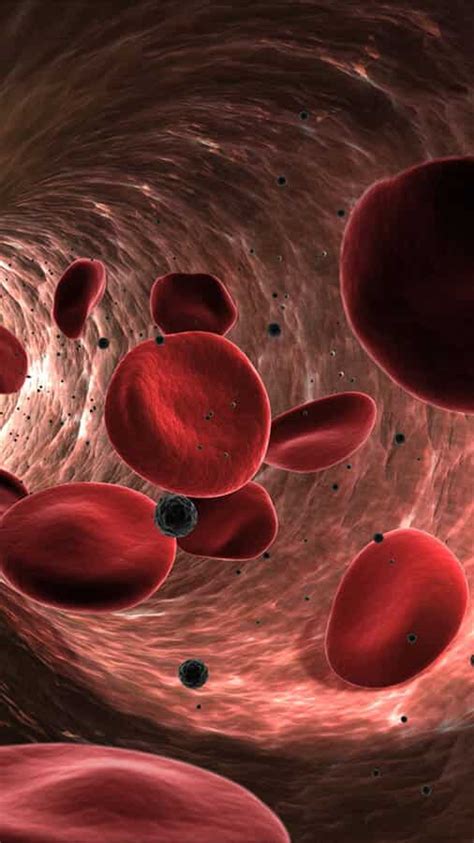 8 Best Superfoods To Increase Red Blood Cells Count