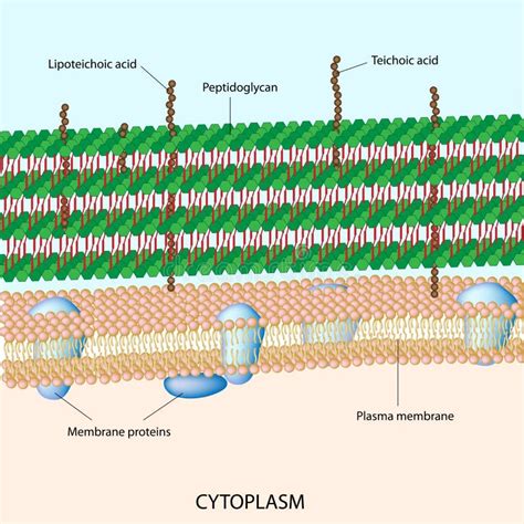 Gram Positive Bacterial Cell Wall Stock Vector Illustration 25522936