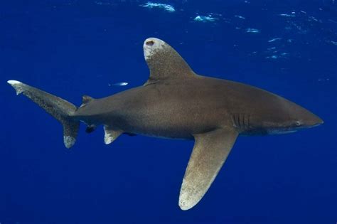 Oceanic Whitetip Shark Feiten Habitat Dieet Levenscyclus Fotos