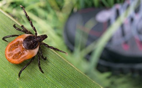 Preventing Ticks In Your Yard Pointe Pest Control Chicago Pest