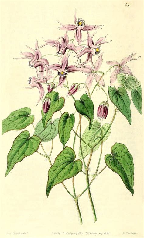 E Grandiflorum Var Violaceum 750×1238 Botanical Drawings