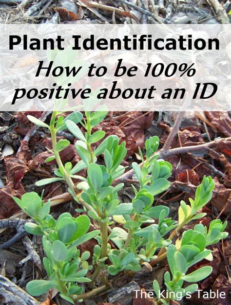 Plant Identification How To Be 100 Positive About An Id Medicinal