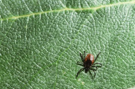 Lyme Disease Is On The Rise Again Heres How To Prevent It Hawaii
