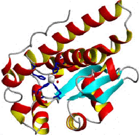 Superoxyde Dismutase Définition Et Explications