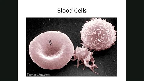 Sexton Biol 2402 Lab Blood Cells Youtube