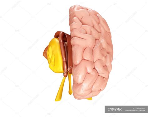 Anatomie Des Menschlichen Gehirns — Anatomische Nervös Stock Photo