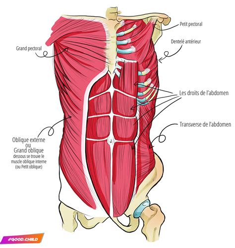 Les Abdominaux Anatomie Des Muscles Muscle Abdominal Anatomie Du Corps Chegospl