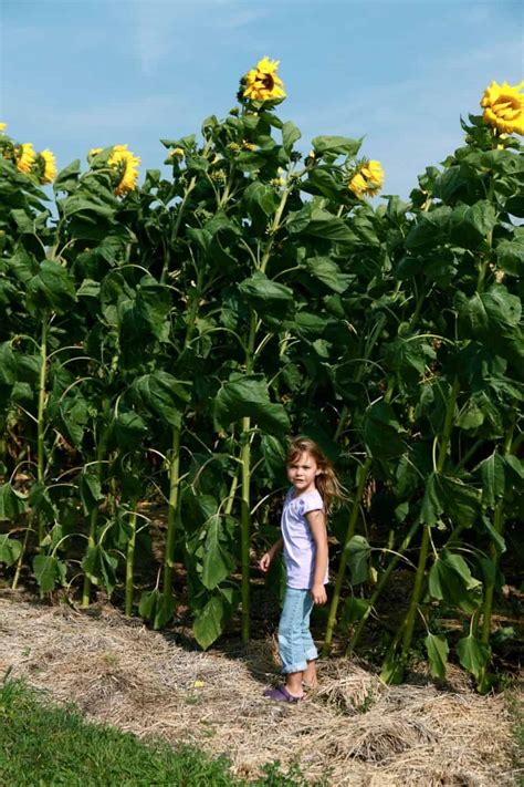 Mammoth Sunflower 🌻 🏆 Discover Tips And Tricks For Stunning Giant Blooms