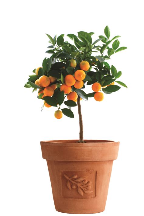Planting Citrus Trees In Pots Growing Guides Daltons
