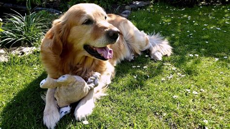 Golden Retriever Health Problems And Issues Canna Pet®