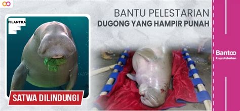 Bantoo Pelestarian Dugong Si Sapi Laut Yang Hampir Punah