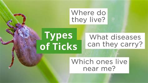 Types Of Ticks And Diseases They May Carry Youtube
