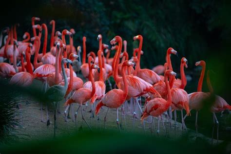 Premium Photo A Flock Of Pink Flamingos Pink Flamingo Beauty Birds