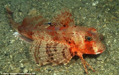 Strange Horned Fish Found In Darwin Water Scares Fishermen