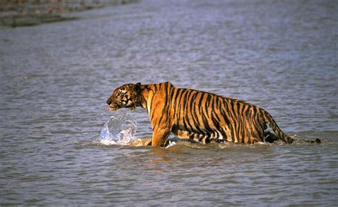 Sunderbans Home To Tigers Bengal Forest Dept Estimates The Hindu