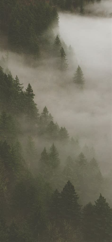 Forest Fog Smoke Trees Hd Background Iphone Wallpapers Free Download