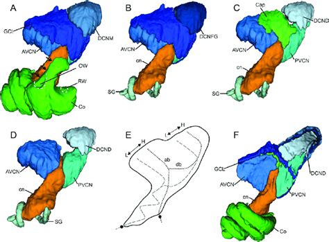 3d Reconstruction Of The Cochlea And The Cochlear Nuclear Complex The