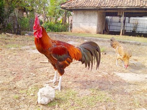Ayam Pelung Cemani Farms