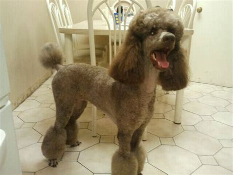 If manners maketh man, then manner and grooming maketh poodle. Poodle Forum - Standard Poodle, Toy Poodle, Miniature ...