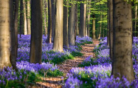 Wallpaper Forest Flowers Spring April Belgium Hyacinthoides Images