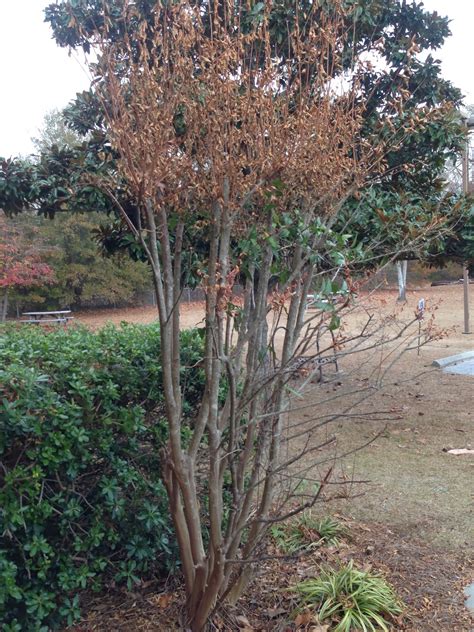 Its Time To Prune Shrubs And Trees · One Hubcap Farm Blythewood Sc