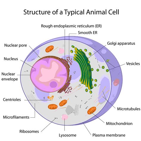 Gallery For Peroxisomes Structure And Function Ppt