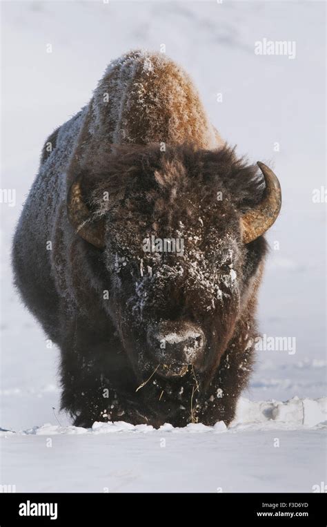 A Large Bull Bison In Yellowstone National Park Stock Photo Alamy