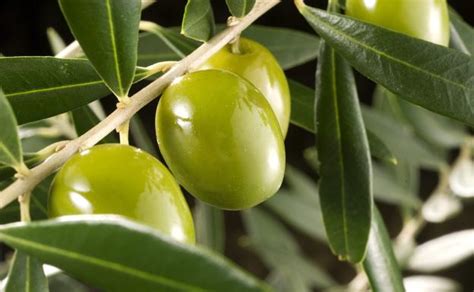 Descubre Los 7 Tipos De Aceitunas Más Habituales En España Ideal