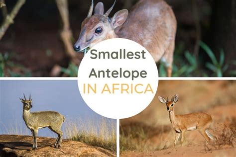 Top 12 Smallest Antelope Species In Africa Africa Freak