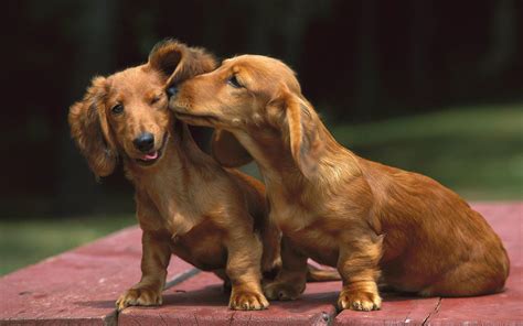 Dachshund Wallpapers Wallpaper Cave