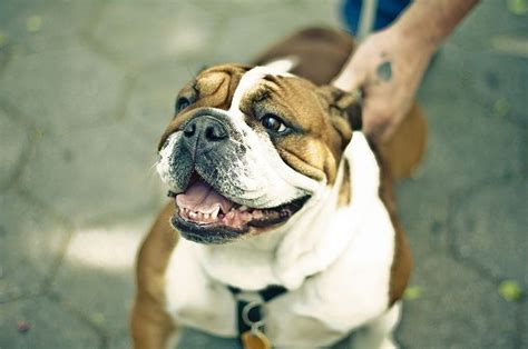 Bulldog Information Dog Breeds At Thepetowners