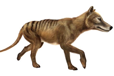 What Factors Are Blamed For The Extinction Of The Tasmanian Tiger? - WorldAtlas.com