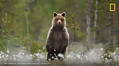 Nat Geo Photography On Twitter Brown Bear Bear National Geographic