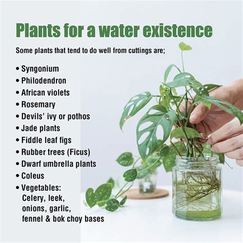 Plants For Growing In Water About The Garden Magazine