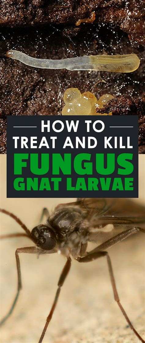 How To Treat And Kill Fungus Gnat Larvae