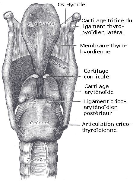 Gray952 Cartilages larynx vue postèrieure Larynx Wikipédia