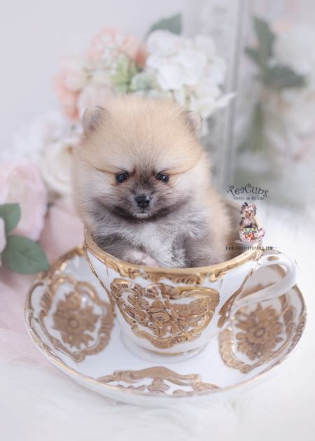 Designer Breed Puppies For Sale Teacup Puppies And Boutique