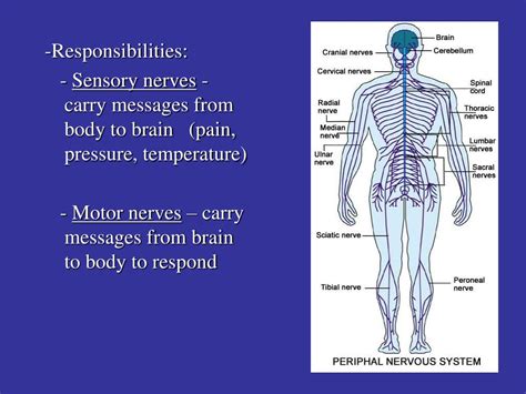 Ppt The Nervous System Powerpoint Presentation Free Download Id70579