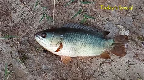 The Walking Fish Climbing Perch Fish Way To Pond Youtube