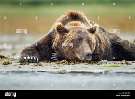 Usa Alaska Katmai National Park Coastal Brown Bear Ursus Arctos