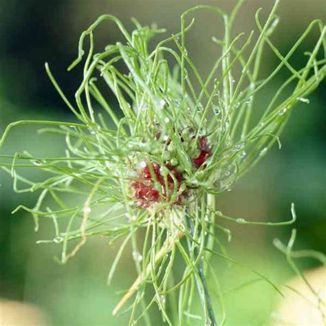 Allium Hair L Picerie Du Jardin