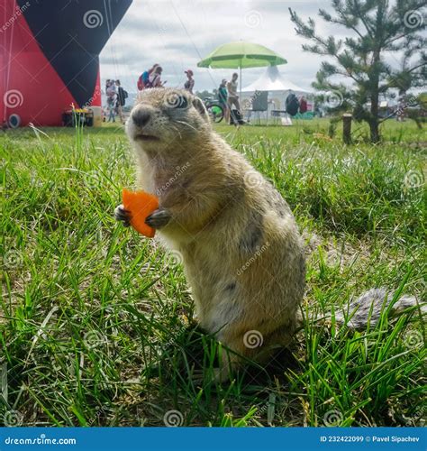 Funny Gopher In The Park Stock Image Image Of Closeup 232422099