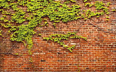 Ivy Vine Wallpaper Wallpapersafari