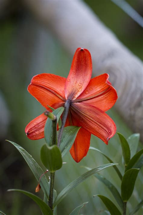 图片素材 性质 厂 花瓣 盛开 雨滴 橙子 植物学 关 植物群 野花 特写 庭园 一滴水 宏观摄影 观赏植物